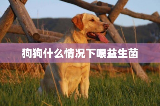 狗狗什么情況下喂益生菌