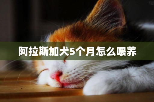 阿拉斯加犬5個月怎么喂養