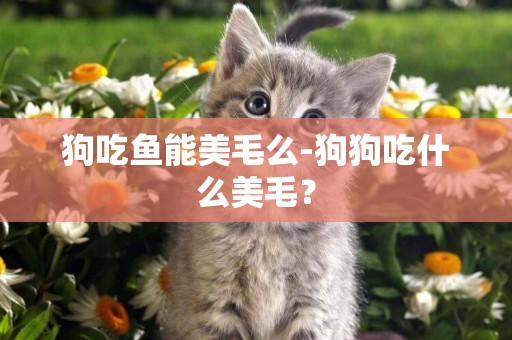 狗吃魚能美毛么-狗狗吃什么美毛？