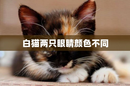 白貓兩只眼睛顏色不同