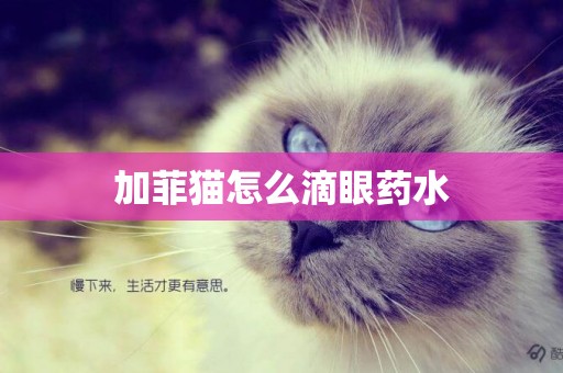 加菲貓怎么滴眼藥水