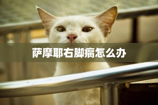 薩摩耶右腳瘸怎么辦