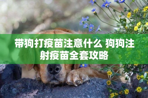 帶狗打疫苗注意什么 狗狗注射疫苗全套攻略