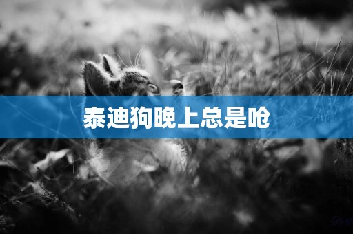 泰迪狗晚上總是嗆