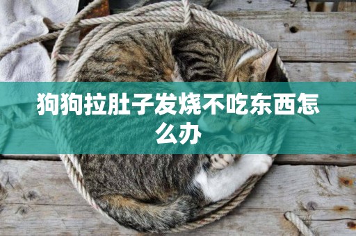 狗狗拉肚子發燒不吃東西怎么辦