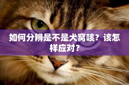 如何分辨是不是犬窩咳？該怎樣應對？