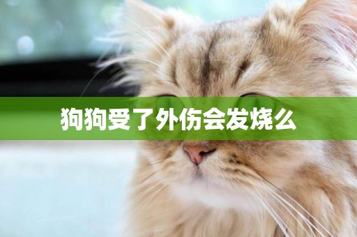 狗狗受了外傷會發燒么