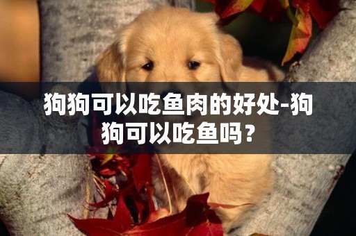 狗狗可以吃魚肉的好處-狗狗可以吃魚嗎？