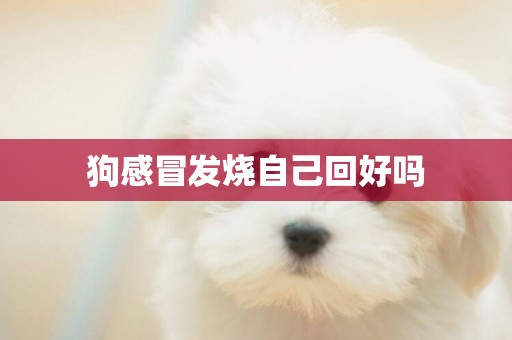 狗感冒發燒自己回好嗎
