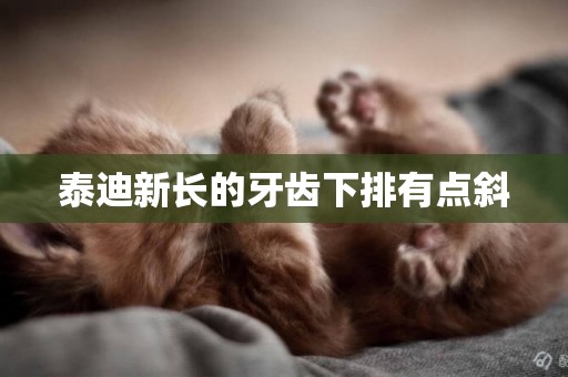 泰迪新長的牙齒下排有點斜