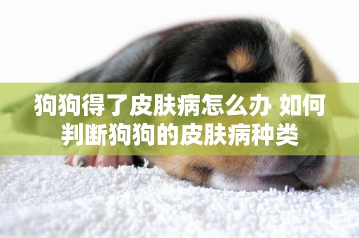 狗狗得了皮膚病怎么辦 如何判斷狗狗的皮膚病種類