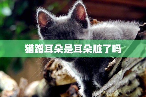 貓蹭耳朵是耳朵臟了嗎