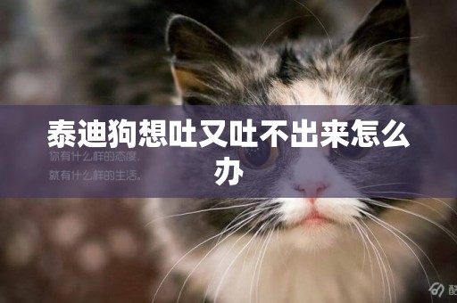 泰迪狗想吐又吐不出來怎么辦