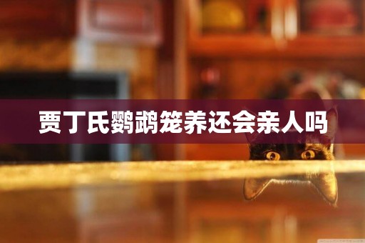 賈丁氏鸚鵡籠養還會親人嗎