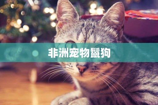 非洲寵物鬣狗
