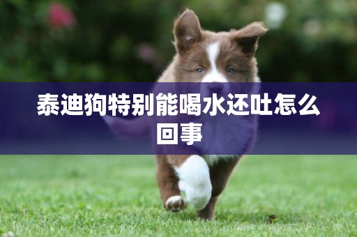 泰迪狗特別能喝水還吐怎么回事