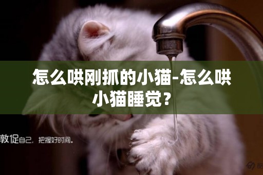 怎么哄剛抓的小貓-怎么哄小貓睡覺？
