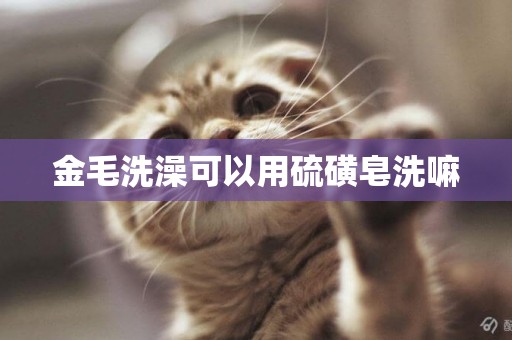 金毛洗澡可以用硫磺皂洗嘛 金毛洗澡可以用硫磺皂洗嘛