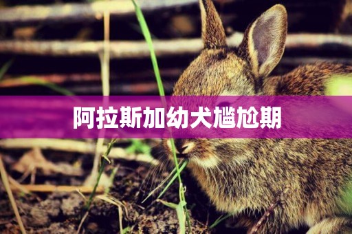 阿拉斯加幼犬尷尬期