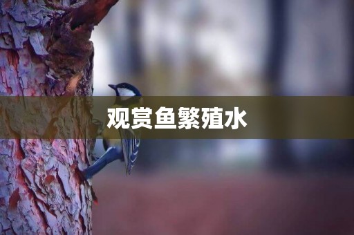 觀賞魚繁殖水