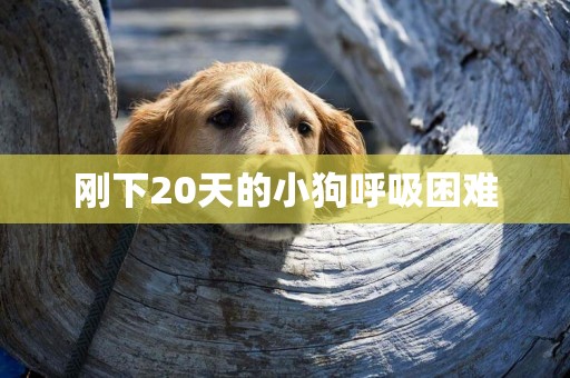 剛下20天的小狗呼吸困難