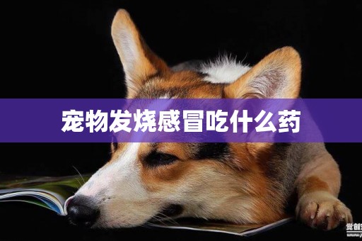 寵物發燒感冒吃什么藥