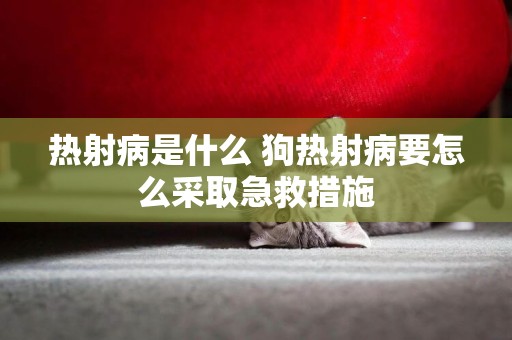 熱射病是什么 狗熱射病要怎么采取急救措施