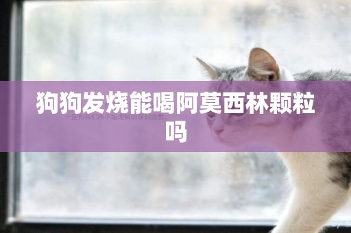 狗狗發燒能喝阿莫西林顆粒嗎