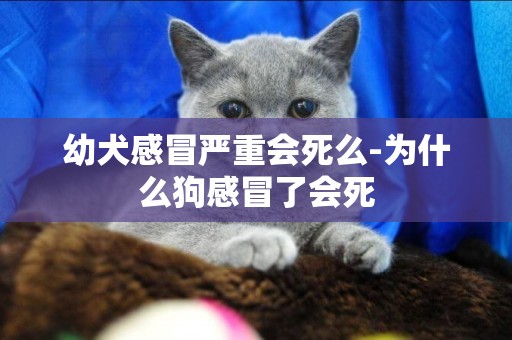 幼犬感冒嚴重會死么-為什么狗感冒了會死
