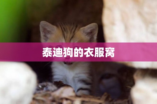 泰迪狗的衣服窩