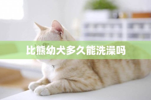 比熊幼犬多久能洗澡嗎