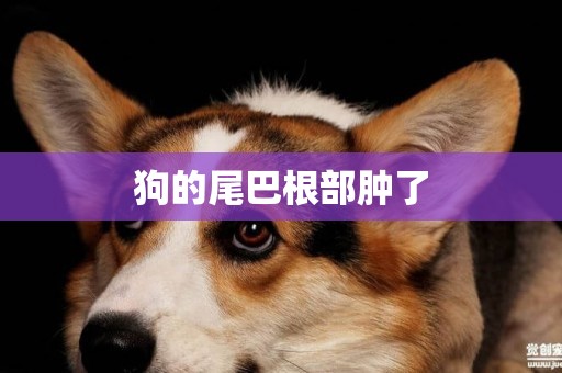 狗的尾巴根部腫了