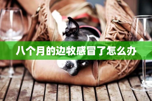 八個月的邊牧感冒了怎么辦