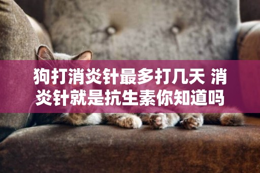 狗打消炎針最多打幾天 消炎針就是抗生素你知道嗎