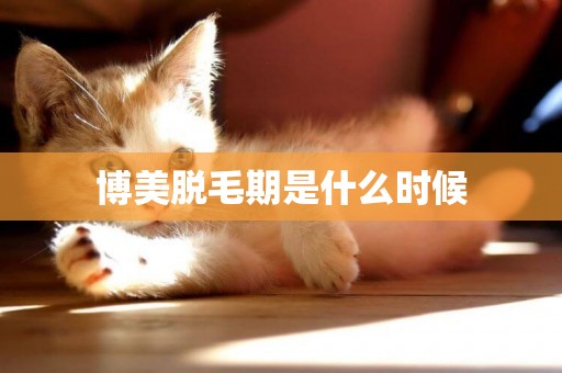 博美脫毛期是什么時候