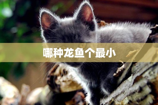 哪種龍魚個最小