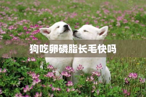 狗吃卵磷脂長毛快嗎