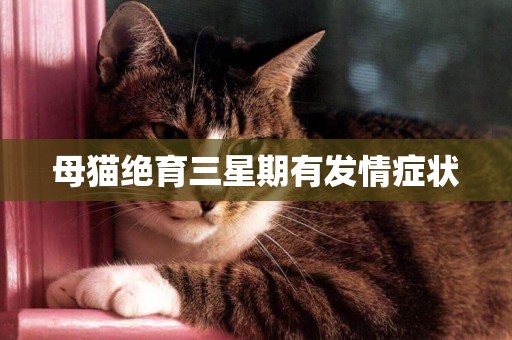 母貓絕育三星期有發情癥狀