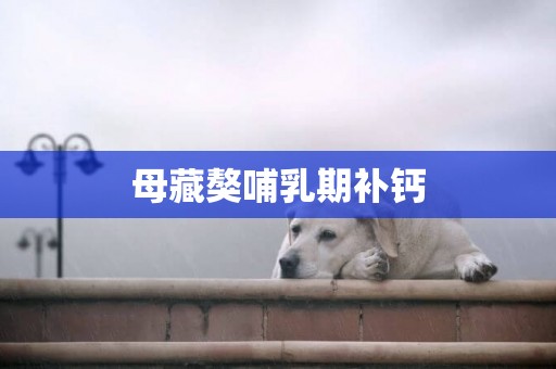 母藏獒哺乳期補鈣