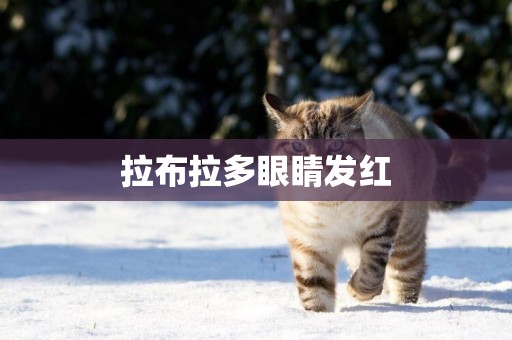 拉布拉多眼睛發紅