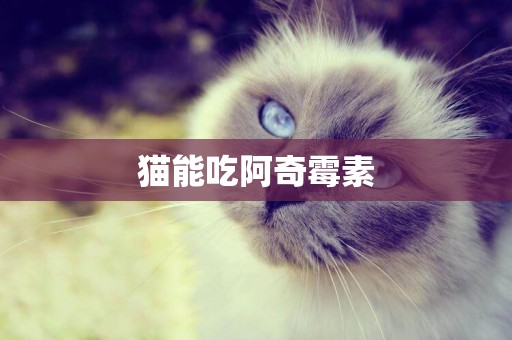 貓能吃阿奇霉素