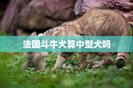 法國斗牛犬算中型犬嗎