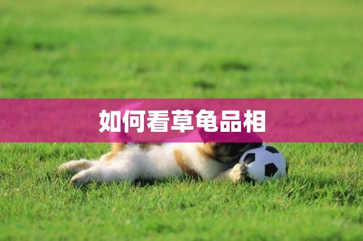 如何看草龜品相