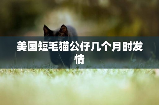 美國短毛貓公仔幾個月時發情
