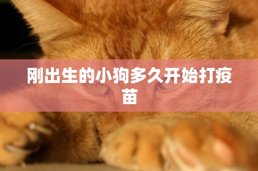 剛出生的小狗多久開始打疫苗