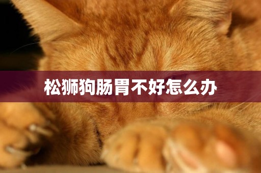 松獅狗腸胃不好怎么辦