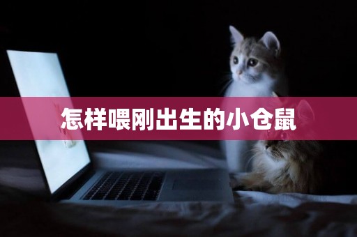 怎樣喂剛出生的小倉鼠