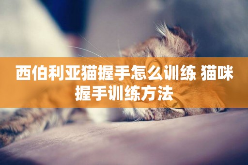 西伯利亞貓握手怎么訓練 貓咪握手訓練方法