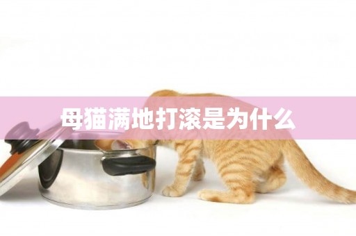 母貓滿地打滾是為什么