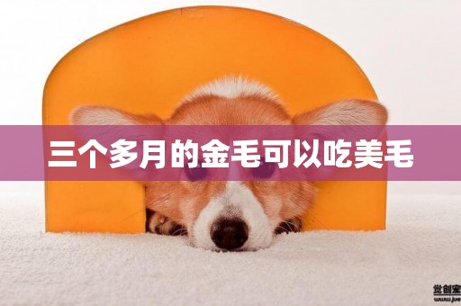 三個多月的金毛可以吃美毛
